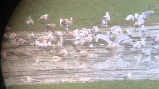 Glaucous Gull, Wellingborough, Northants