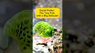 Dwarf Puffer: The Tiny Fish with a Big Attitude! AquaVerse #dwarfpuffer #pufferfish #shorts