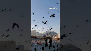 #makkah#birds