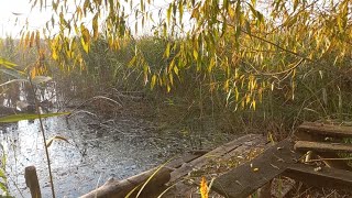 ВІДЕО ДЛЯ ДУШІ.ПРО АПІБУДИНОЧОК.