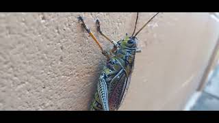 OMG, It's HUGE!!! | Florida's Got Some BIG Bugs! | What the Heck IS That? | Young Grasshoppa