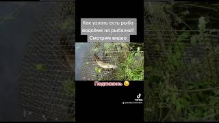 Рыбалка как узнать есть рыба водоёме #shorts #fishing #рыбалка #fish #карась #рек #рекомендации