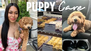 DOG VLOG | MINI POODLE CARE 🦴 PETCO Groomers + Dog Bakery Visit 🧁