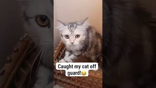 Caught Lolo sneaking #fypシ #fyp #comedy #cat #cats #catvideos