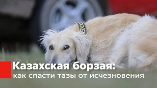 Казахская борзая: как спасти тазы от исчезновения