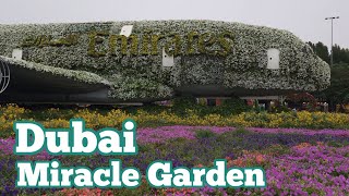 Dubai Miracle Garden: A Must-See Attraction