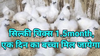 Silki chicks for sale सिल्की मुर्गी का बच्चा उपलब्ध है लेने के लिए संपर्क करें 8103145060 #silki