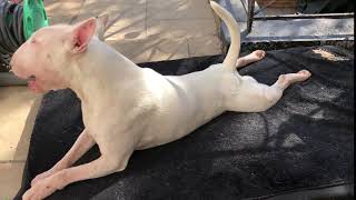 Hilarious English Bull Terrier