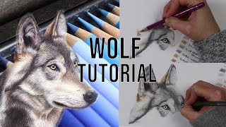 How To Draw A Wolf Tutorial