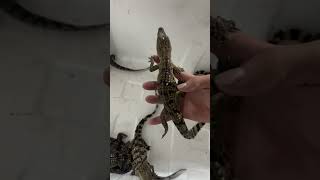 Little Crocs can bite too