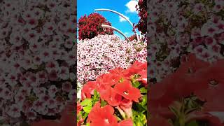 Habibi this is miracle garden Dubai 🌹🫶 #travel #trending #newshorts #travel