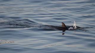 Short-Beaked Common Dolphins (Delphinus delphis) in A Coruña, Galicia