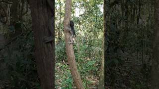 Baby monkey climbing very fast ep205 #monkeyaction #monkeyliving #monkey