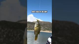 Caught this little green sunfish at enterprise Reservoir #outdoors #fishing #fishingdaily #utah ￼