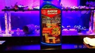 Torch Coral Flatworms - Bayer Complete Insect Killer - Medication Dip