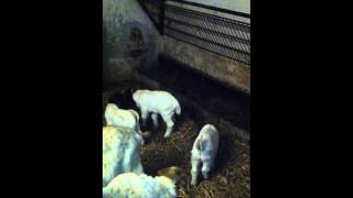 Boer Goats playing Kids Germany Burenziegen young Boers