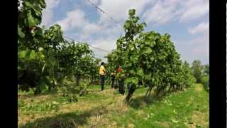 Vendemmia Le Casalte   Sett 2012