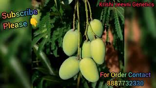 |यह आम एक बार जरूर लगाएं|दशहरी आम|krishijeevnigenetics Plants|Contact No.8887732330|#mangoplant🥭🥭🥭🥭🥭