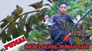 MARKAS PUNAI JINAK DI BELAKANG RUMAH HANYA SATU JAM POINYA WAOW...