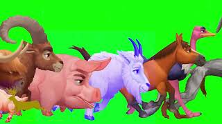 animal running green screen 🦒 🦒 🦒 stampede crossover jungle animals stampede green screen🐅 🐅 🐅