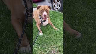 Cute Dog 🐕 #dog #doglover #funnyvideo #pitbull #shorts