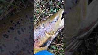 Releasing King Salmon in Lithuania