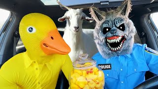 Rubber Ducky Surprises Puppy & Wolf with Car Ride Chase by Ducky life