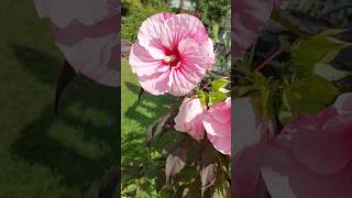 Pink Hibiscus moscheutos or Swamp Rose mallow