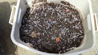 DIY backyard worm farm.