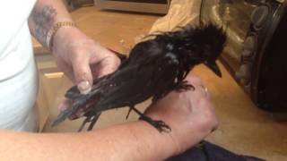 Stellers Jay rescue