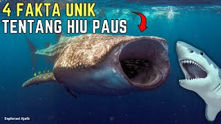 4 Fakta Unik Ikan Hiu Paus: Eksplorasi Ajaib di Dunia Laut yang Megah!