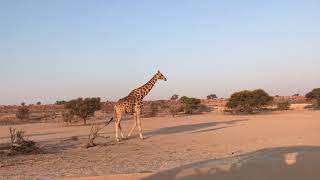 giraffe near Craig Lockhart