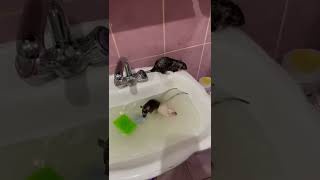 Сегодня банный день как крысы моются 🚿🛁#shorts #приколы