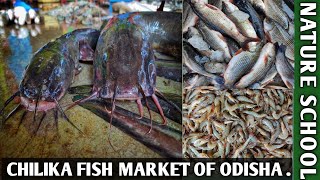 Balugaon chilika fish market visit and knowing about fish prawn crab price nature school