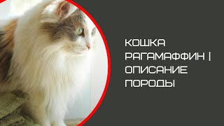 Кошка Рагамаффин / Описание породы кошек с фото