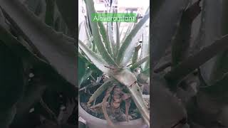 Alovera plant | Healthy home grown plant