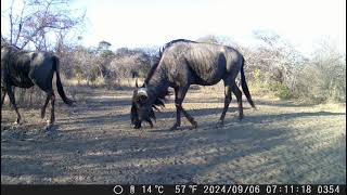 06 September 2024 wildebeest