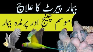 Indian Ringnick parrot bemari sy kasy bachy/parrot information