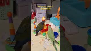 Командная работа попугаев 😂 #parrot #funny #pets #birds #memes #animals #shorts #попугай