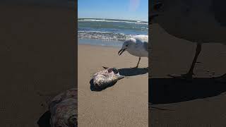 Seagull eating fish