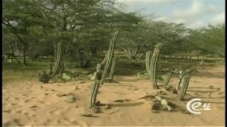 Desierto y Bosque Seco