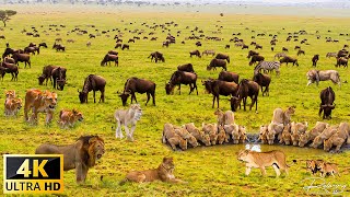 4K Африканские животные: национальный парк Tsavo West - живописный фильм о дикой природе