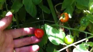 Comment récolter vos tomates