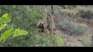 OMG! A BIG BROWN BLACK BEAR! while DIGGING FOR GOLD!