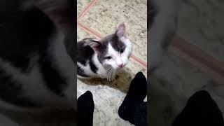 Ну вот и поговорили !#котики