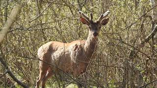 Jeleń byk w trakcie nakładania poroża🦌 Zrzuty Jeleni 2022😉