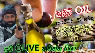 ඔලිවි ඔයිල් වල විශ්මිත පුයෝඡන මෙන්න /  Health Benefits Of Olive Oil