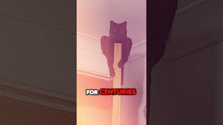 Dangerous Black Cat!!😱🐈‍⬛