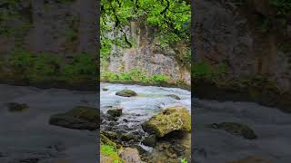 Горная река и причудливые деревья, Абхазия. Mountain river and fancy trees, Abkhazia. #абхазия