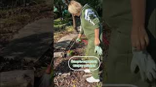 Посадка Рододенрона #garden #садмечты #садовод #shortvideo